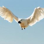 “AirBorne” Vulnerabilities Unmasked: How Your Apple Devices Could Be at Risk